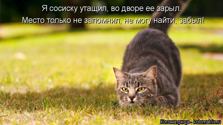 Я сосиску утащил, во дворе ее зарыл. Место только не запомнил, не могу найти, забыл!... Котоматрица: Я сосиску утащил, во дворе ее зарыл. Место только не запомнил, не могу найти, забыл!