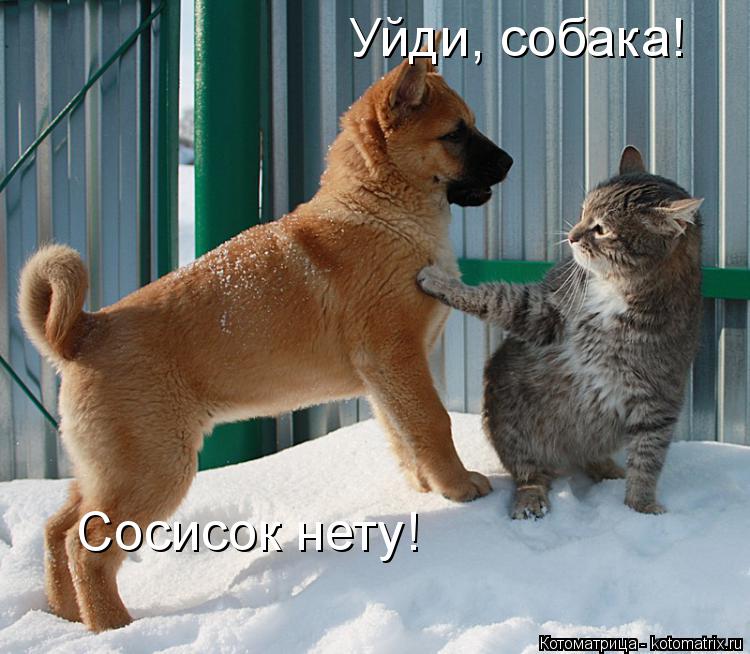 Уйди, собака! Сосисок нету!... Котоматрица: Уйди, собака! Сосисок нету!