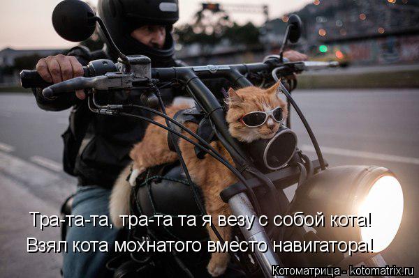 Тра-та-та, тра-та та я везу с собой кота! Взял кота мохнатого вместо навигатора!... Котоматрица: Тра-та-та, тра-та та я везу с собой кота! Взял кота мохнатого вместо навигатора!