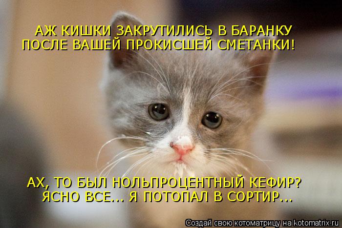 АЖ КИШКИ ЗАКРУТИЛИСЬ В БАРАНКУ ПОСЛЕ ВАШЕЙ ПРОКИСШЕЙ СМЕТАНКИ! АХ, ТО БЫЛ НОЛЬПРОЦЕНТНЫЙ КЕФИР? ЯСНО ... Котоматрица: АЖ КИШКИ ЗАКРУТИЛИСЬ В БАРАНКУ ПОСЛЕ ВАШЕЙ ПРОКИСШЕЙ СМЕТАНКИ! АХ, ТО БЫЛ НОЛЬПРОЦЕНТНЫЙ КЕФИР? ЯСНО ВСЕ... Я ПОТОПАЛ В СОРТИР...