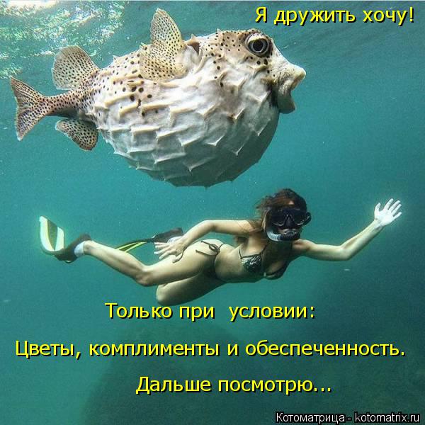 Я дружить хочу! Только при условии: Цветы, комплименты и обеспеченность. Дальше посмотрю...... Котоматрица: Я дружить хочу! Только при условии: Цветы, комплименты и обеспеченность. Дальше посмотрю...