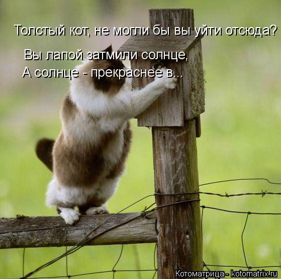 Толстый кот, не могли бы вы уйти отсюда? Вы лапой затмили солнце, А солнце - прекраснее в...... Котоматрица: Толстый кот, не могли бы вы уйти отсюда? Вы лапой затмили солнце, А солнце - прекраснее в...