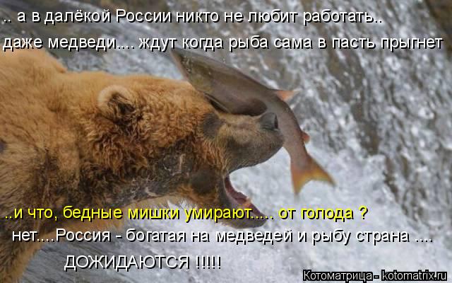 .. а в далёкой России никто не любит работать.. даже медведи.... ждут когда рыба сама в пасть прыгнет... Котоматрица: .. а в далёкой России никто не любит работать.. даже медведи.... ждут когда рыба сама в пасть прыгнет ..и что, бедные мишки умирают..... от голода ?