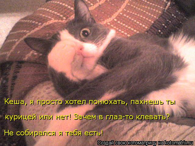 Кеша, я просто хотел понюхать, пахнешь ты Не собирался я тебя есть! курицей или нет! Зачем в глаз-то... Котоматрица: Кеша, я просто хотел понюхать, пахнешь ты Не собирался я тебя есть! курицей или нет! Зачем в глаз-то клевать?