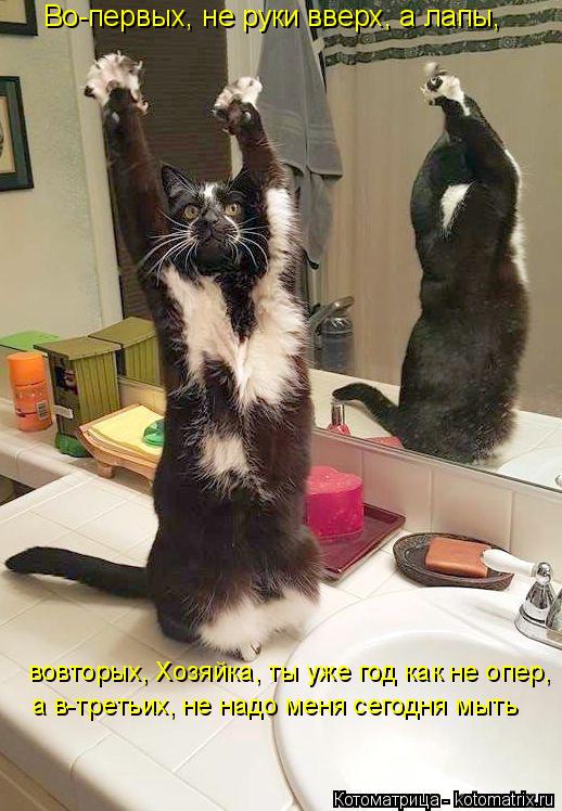 Во-первых, не руки вверх, а лапы, вовторых, Хозяйка, ты уже год как не опер, а в-третьих, не надо ме... Котоматрица: Во-первых, не руки вверх, а лапы, вовторых, Хозяйка, ты уже год как не опер, а в-третьих, не надо меня сегодня мыть