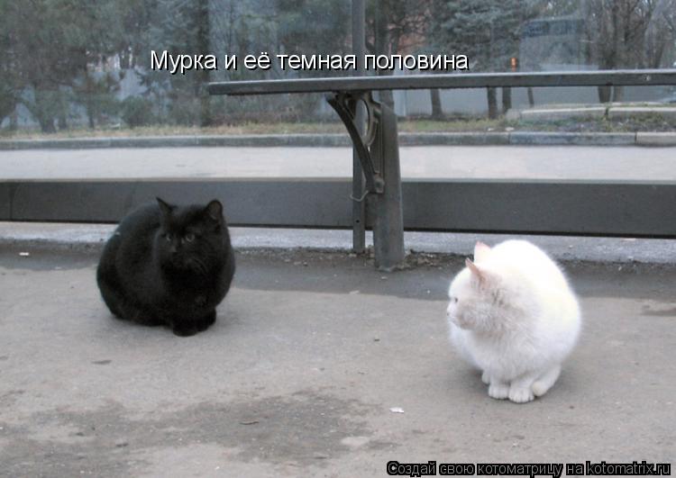 Мурка и её темная половина... Котоматрица: Мурка и её темная половина