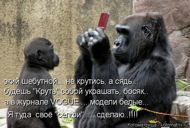 экий шебутной... не крутись, а сядь... будешь "Круть" собой украшать, босяк.. а в журнале VOGUE ... м... Котоматрица: экий шебутной... не крутись, а сядь... будешь "Круть" собой украшать, босяк.. а в журнале VOGUE ... модели белые... Я туда своё "селфи" .... сделаю..!!!!