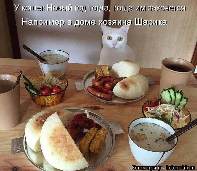 У кошек Новый год тогда, когда им захочется Например в доме хозяина Шарика... Котоматрица: У кошек Новый год тогда, когда им захочется Например в доме хозяина Шарика