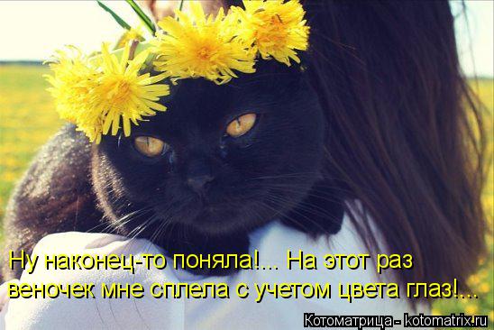 Ну наконец-то поняла!... На этот раз веночек мне сплела с учетом цвета глаз!...... Котоматрица: Ну наконец-то поняла!... На этот раз веночек мне сплела с учетом цвета глаз!...