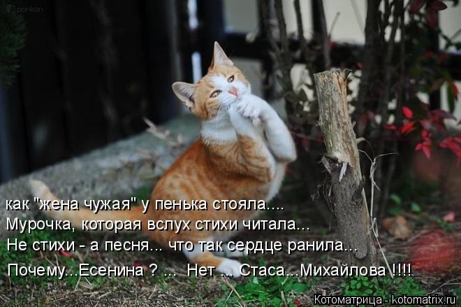как "жена чужая" у пенька стояла.... Мурочка, которая вслух стихи читала... Не стихи - а песня... чт... Котоматрица: как "жена чужая" у пенька стояла.... Мурочка, которая вслух стихи читала... Не стихи - а песня... что так сердце ранила... Почему...Есенина ? ... Нет .