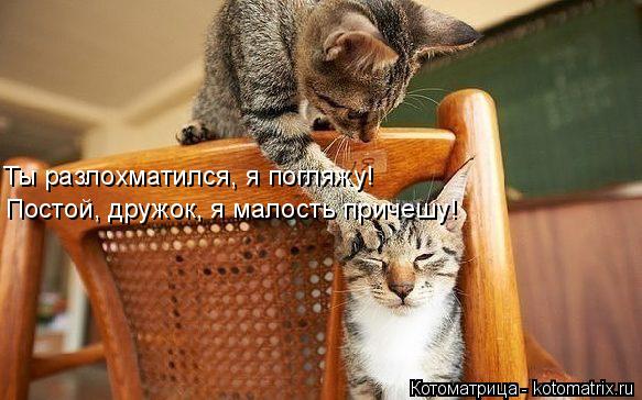 Ты разлохматился, я погляжу! Постой, дружок, я малость причешу!... Котоматрица: Ты разлохматился, я погляжу! Постой, дружок, я малость причешу!
