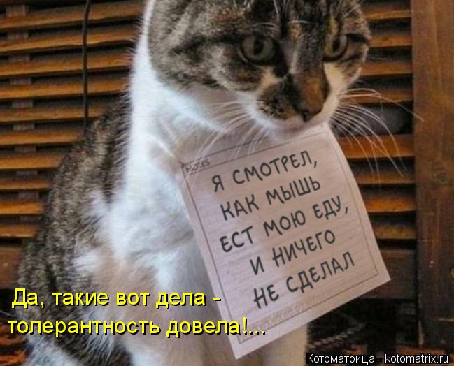 Да, такие вот дела - толерантность довела!...... Котоматрица: Да, такие вот дела - толерантность довела!...