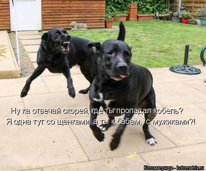 Ну ка отвечай скорей, где ты пропадал кобель? Я одна тут со щенками, а ты к бабам, с мужиками?!... Котоматрица: Ну ка отвечай скорей, где ты пропадал кобель? Я одна тут со щенками, а ты к бабам, с мужиками?!