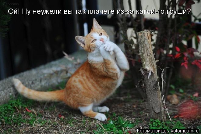 Ой! Ну неужели вы так плачете из-за какой-то груши?... Котоматрица: Ой! Ну неужели вы так плачете из-за какой-то груши?