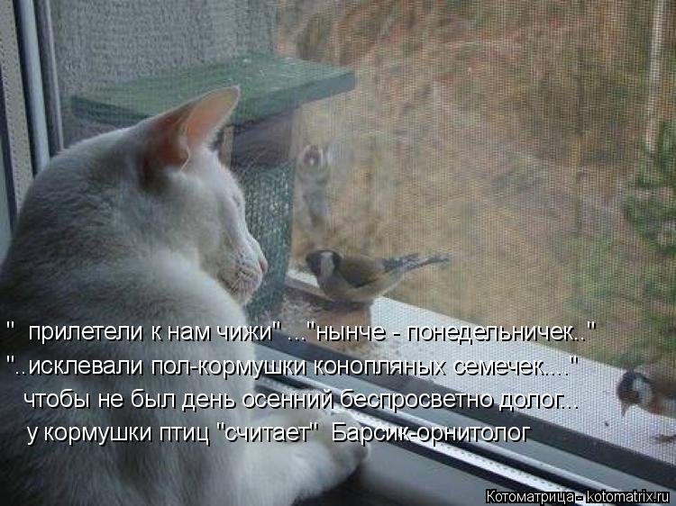 " прилетели к нам чижи" ..."нынче - понедельничек.." "..исклевали пол-кормушки конопляных семечек...... Котоматрица: " прилетели к нам чижи" ..."нынче - понедельничек.." "..исклевали пол-кормушки конопляных семечек...." чтобы не был день осенний беспросветно дол