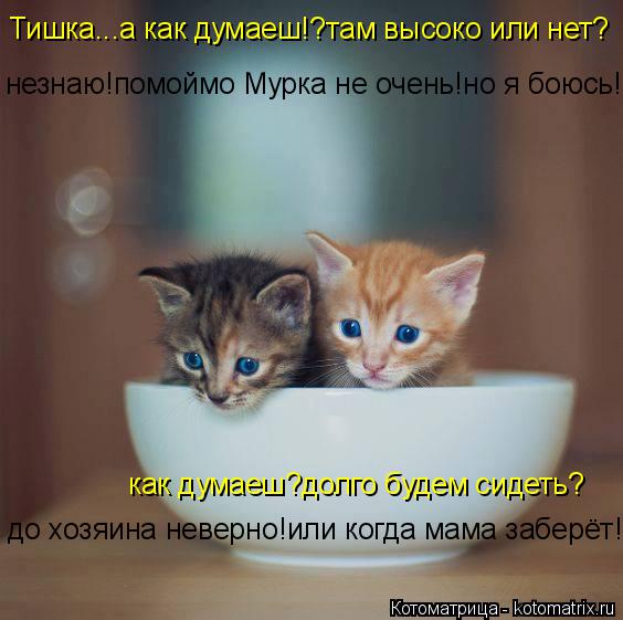 Тишка...а как думаеш!?там высоко или нет? незнаю!помоймо Мурка не очень!но я боюсь!! как думаеш?долго... Котоматрица: Тишка...а как думаеш!?там высоко или нет? незнаю!помоймо Мурка не очень!но я боюсь!! как думаеш?долго будем сидеть? до хозяина неверно!или когд