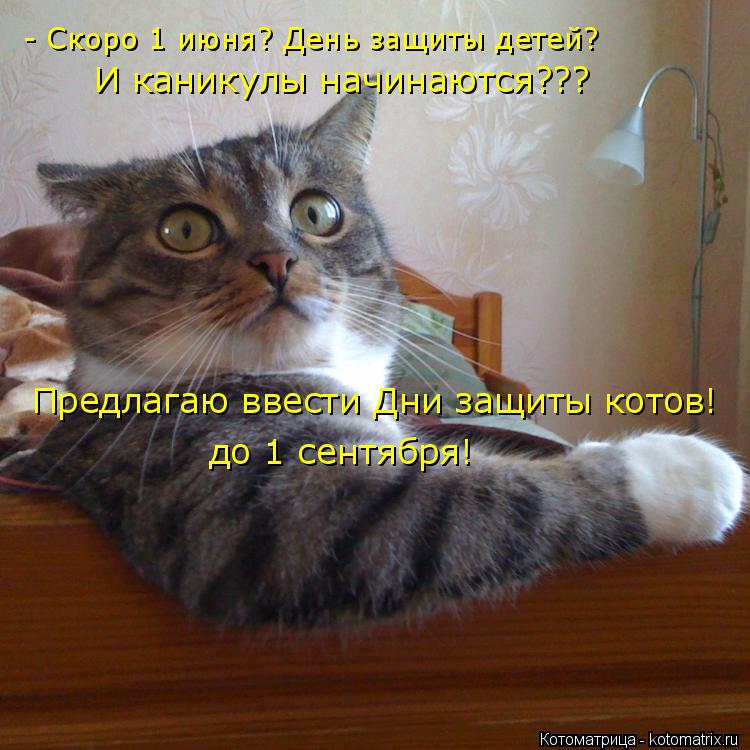 - Скоро 1 июня? День защиты детей? И каникулы начинаются??? Предлагаю ввести Дни защиты котов! до 1 с... Котоматрица: - Скоро 1 июня? День защиты детей? И каникулы начинаются??? Предлагаю ввести Дни защиты котов! до 1 сентября!