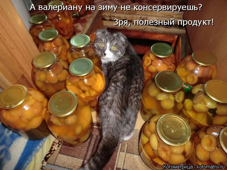 Зря, полезный продукт! А валериану на зиму не консервируешь?... Котоматрица: Зря, полезный продукт! А валериану на зиму не консервируешь?