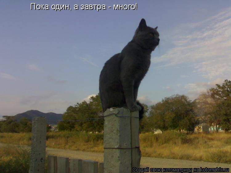 Пока один, а завтра - много!... Котоматрица: Пока один, а завтра - много!