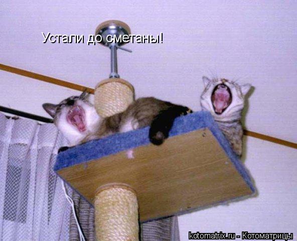 Устали до сметаны!... Котоматрица: Устали до сметаны!