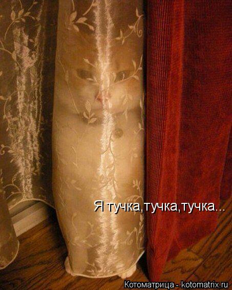 Я тучка,тучка,тучка...... Котоматрица: Я тучка,тучка,тучка...