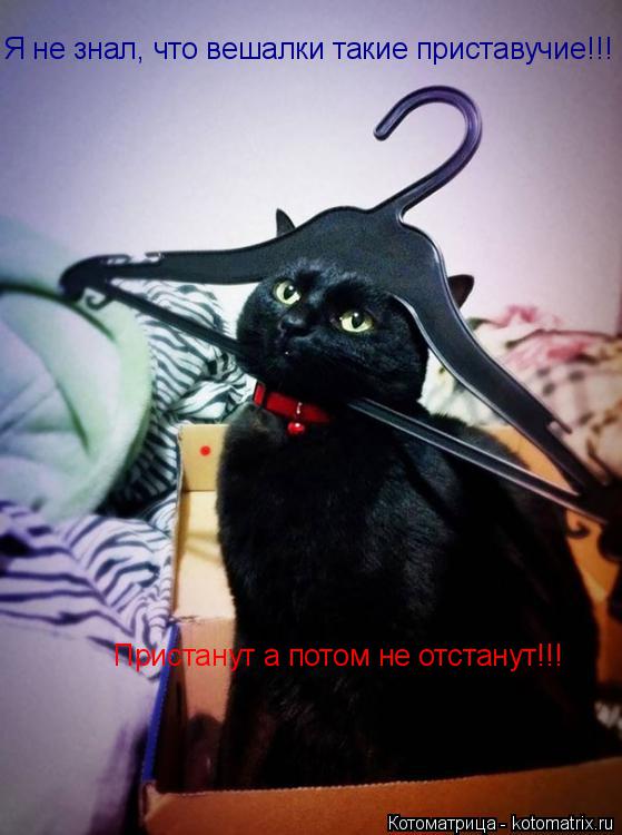 Пристанут а потом не отстанут!!! Я не знал, что вешалки такие приставучие!!!... Котоматрица: Пристанут а потом не отстанут!!! Я не знал, что вешалки такие приставучие!!!