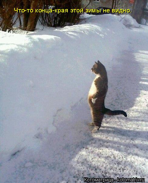 Что-то конца-края этой зимы не видно.... Котоматрица: Что-то конца-края этой зимы не видно.