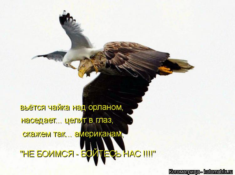 вьётся чайка над орланом, наседает... целит в глаз, скажем так... американам, "НЕ БОИМСЯ - БОЙТЕСЬ Н... Котоматрица: вьётся чайка над орланом, наседает... целит в глаз, скажем так... американам, "НЕ БОИМСЯ - БОЙТЕСЬ НАС !!!!"