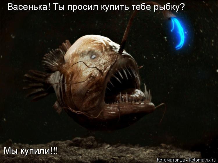 Васенька! Ты просил купить тебе рыбку? Мы купили!!!... Котоматрица: Васенька! Ты просил купить тебе рыбку? Мы купили!!!