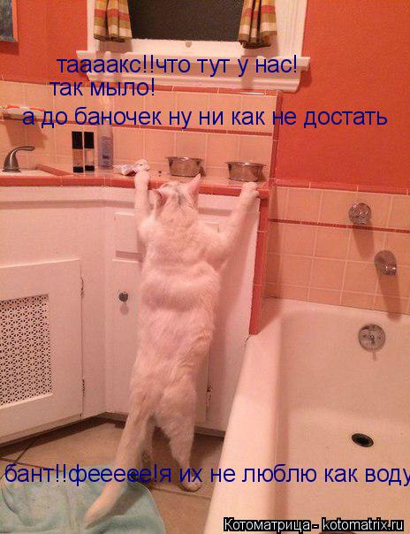 таааакс!!что тут у нас! так мыло! а до баночек ну ни как не достать бант!!феееее!я их не люблю как во... Котоматрица: таааакс!!что тут у нас! так мыло! а до баночек ну ни как не достать бант!!феееее!я их не люблю как воду!!