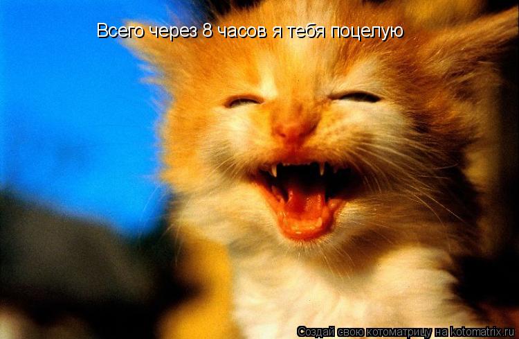 Всего через 8 часов я тебя поцелую... Котоматрица: Всего через 8 часов я тебя поцелую