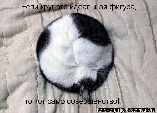 Если круг это идеальная фигура, то кот само совершенство!... Котоматрица: Если круг это идеальная фигура, то кот само совершенство!