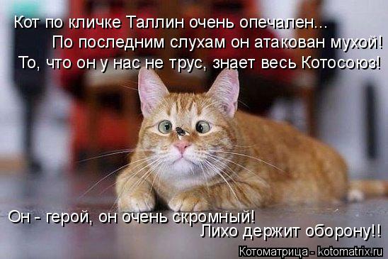 Кот по кличке Таллин очень опечален... По последним слухам он атакован мухой! То, что он у нас не тру... Котоматрица: Кот по кличке Таллин очень опечален... По последним слухам он атакован мухой! То, что он у нас не трус, знает весь Котосоюз! Он - герой, он очень