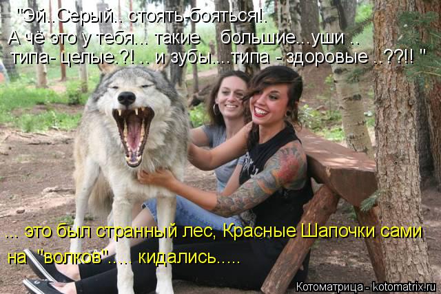 ... это был странный лес, Красные Шапочки сами на "волков"..... кидались..... "Эй..Серый.. стоять-б... Котоматрица: ... это был странный лес, Красные Шапочки сами на "волков"..... кидались..... "Эй..Серый.. стоять-бояться!. типа- целые.?! .. и зубы....типа - здоровые ..?