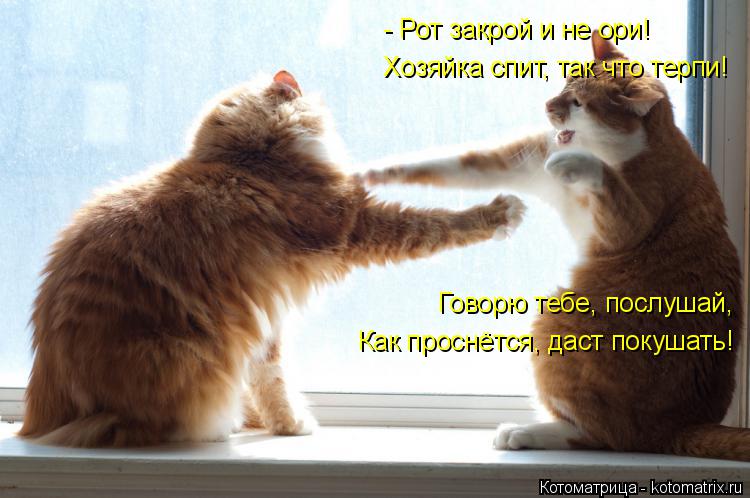 - Рот закрой и не ори! Хозяйка спит, так что терпи! Говорю тебе, послушай, Как проснётся, даст покуш... Котоматрица: - Рот закрой и не ори! Хозяйка спит, так что терпи! Говорю тебе, послушай, Как проснётся, даст покушать!