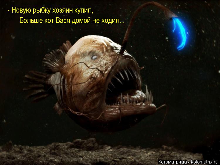 - Новую рыбку хозяин купил, Больше кот Вася домой не ходил...... Котоматрица: - Новую рыбку хозяин купил, Больше кот Вася домой не ходил...