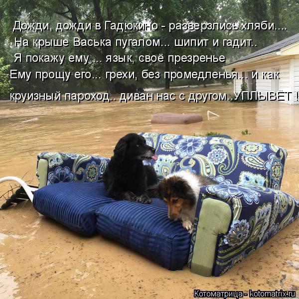 Дожди, дожди в Гадюкино - разверзлись хляби.... На крыше Васька пугалом... шипит и гадит.. Я покажу е... Котоматрица: Дожди, дожди в Гадюкино - разверзлись хляби.... На крыше Васька пугалом... шипит и гадит.. Я покажу ему ... язык, своё презренье Ему прощу его... гр