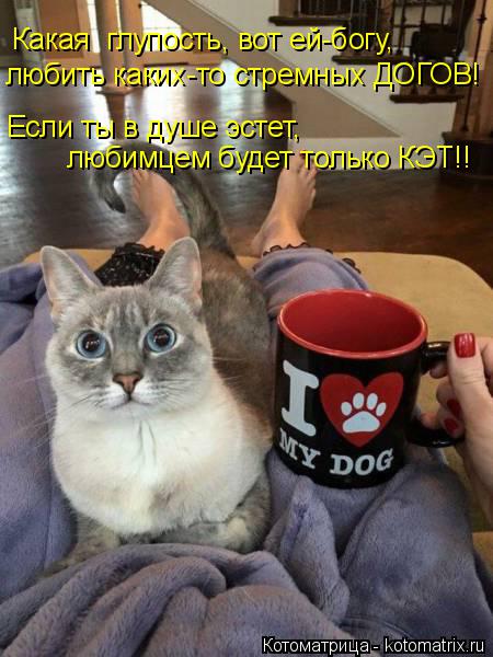 Какая глупость, вот ей-богу, любить каких-то стремных ДОГОВ! Если ты в душе эстет, любимцем будет то... Котоматрица: Какая глупость, вот ей-богу, любить каких-то стремных ДОГОВ! Если ты в душе эстет, любимцем будет только КЭТ!!