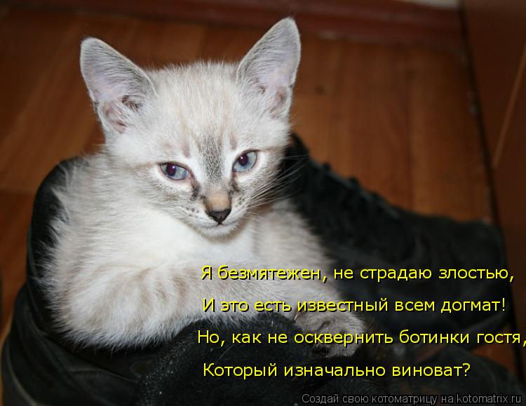 Я безмятежен, не страдаю злостью, И это есть известный всем догмат! Но, как не осквернить ботинки го... Котоматрица: Я безмятежен, не страдаю злостью, И это есть известный всем догмат! Но, как не осквернить ботинки гостя, Который изначально виноват?