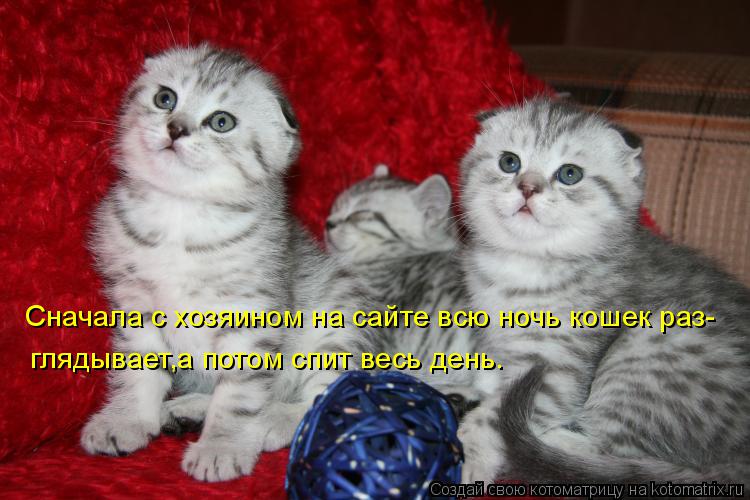 Сначала с хозяином на сайте всю ночь кошек раз- глядывает,а потом спит весь день.... Котоматрица: Сначала с хозяином на сайте всю ночь кошек раз- глядывает,а потом спит весь день.