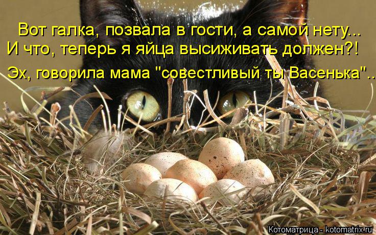 Вот галка, позвала в гости, а самой нету... И что, теперь я яйца высиживать должен?! Эх, говорила мам... Котоматрица: Вот галка, позвала в гости, а самой нету... И что, теперь я яйца высиживать должен?! Эх, говорила мама ''совестливый ты Васенька''...