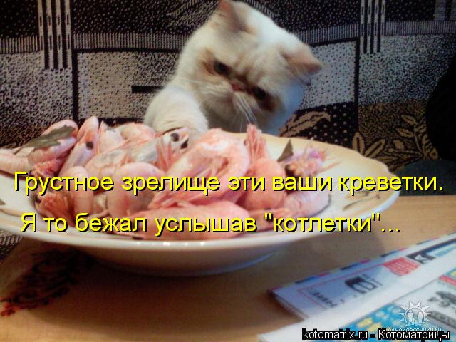 Грустное зрелище эти ваши креветки. Я то бежал услышав ''котлетки''...... Котоматрица: Грустное зрелище эти ваши креветки. Я то бежал услышав ''котлетки''...