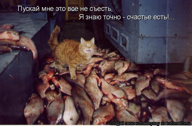 Пускай мне это все не съесть, Я знаю точно - счастье есть!...... Котоматрица: Пускай мне это все не съесть, Я знаю точно - счастье есть!...