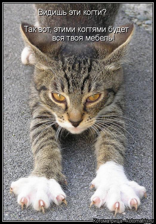 Видишь эти когти? Так вот, этими когтями будет вся твоя мебель!... Котоматрица: Видишь эти когти? Так вот, этими когтями будет вся твоя мебель!
