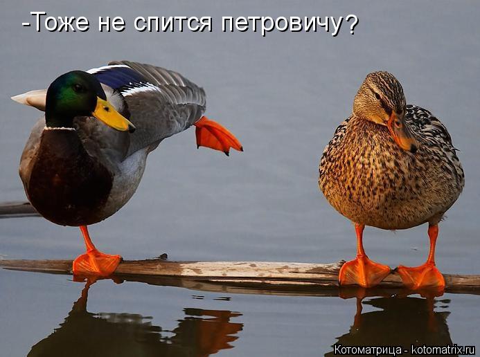 -Тоже не спится петровичу ?... Котоматрица: -Тоже не спится петровичу ?