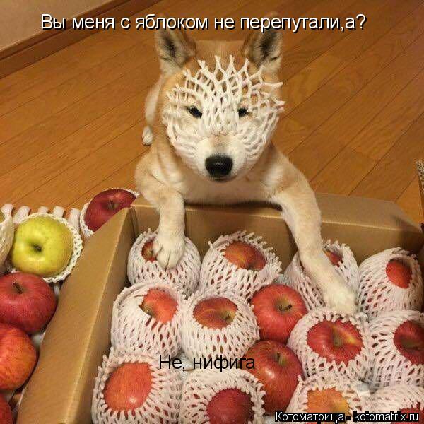 Вы меня с яблоком не перепутали,а? Не, нифига... Котоматрица: Вы меня с яблоком не перепутали,а? Не, нифига
