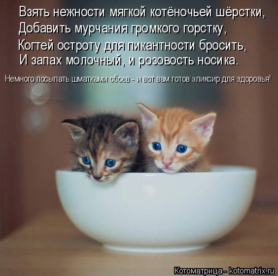 Взять нежности мягкой котёночьей шёрстки, Добавить мурчания громкого горстку, Когтей остроту для пика... Котоматрица: Взять нежности мягкой котёночьей шёрстки, Добавить мурчания громкого горстку, Когтей остроту для пикантности бросить, И запах молочный, и