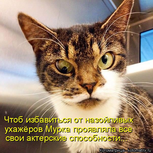 Чтоб избавиться от назойливых ухажёров Мурка проявляла все свои актерские способности...... Котоматрица: Чтоб избавиться от назойливых ухажёров Мурка проявляла все свои актерские способности...