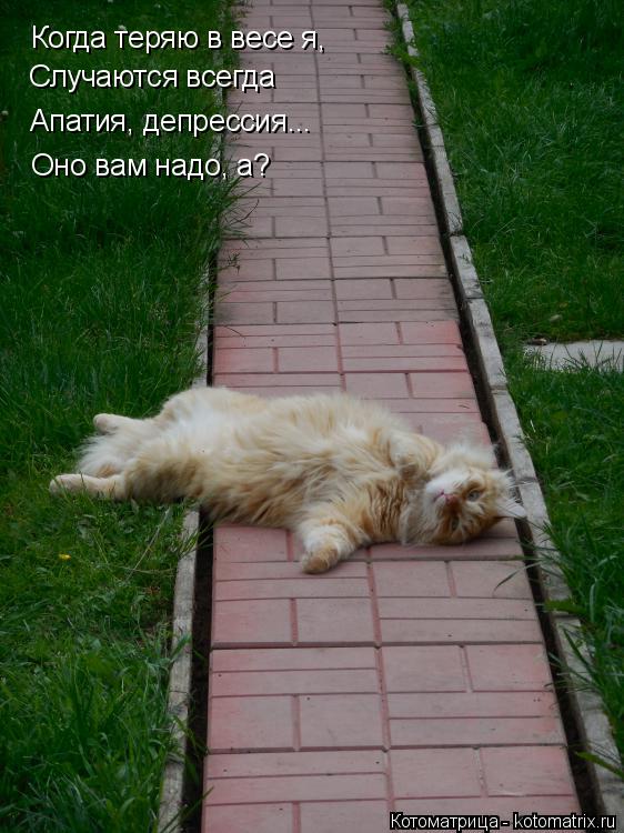Когда теряю в весе я, Случаются всегда Апатия, депрессия... Оно вам надо, а?... Котоматрица: Когда теряю в весе я, Случаются всегда Апатия, депрессия... Оно вам надо, а?