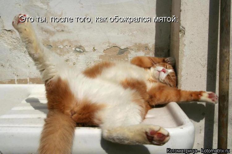 Это ты, после того, как обожрался мятой: Это ты, после того, как обожрался мятой:... Котоматрица: Это ты, после того, как обожрался мятой: Это ты, после того, как обожрался мятой: